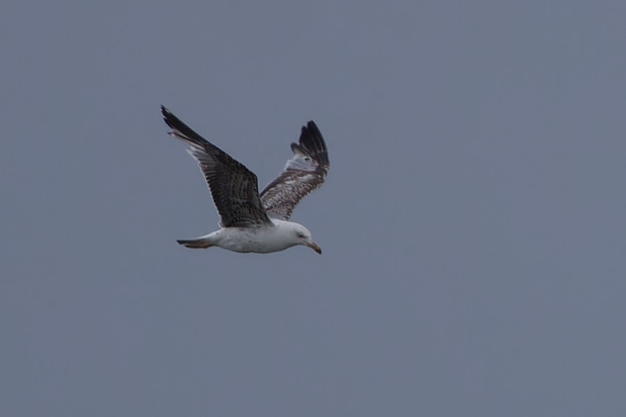 Gaviota Patiamarilla - ML620825388