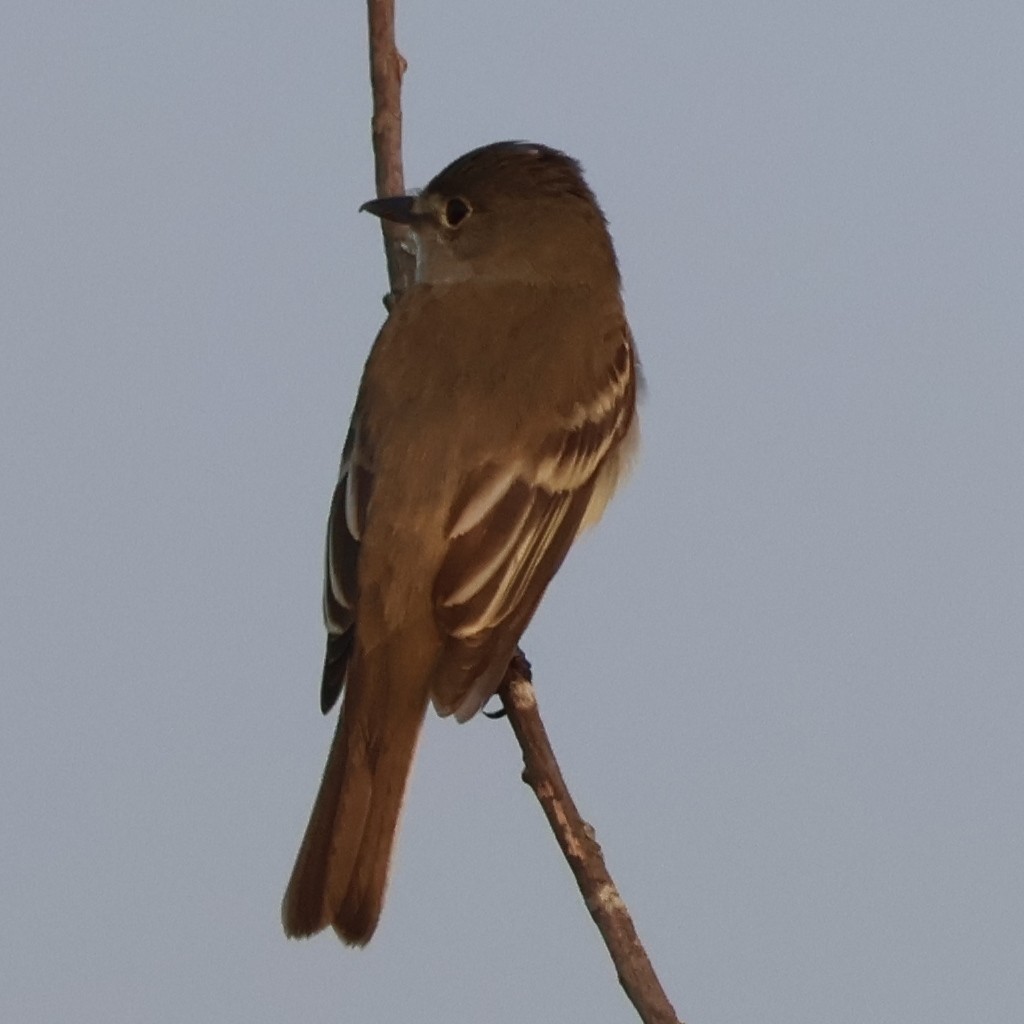 Willow Flycatcher - ML620825396