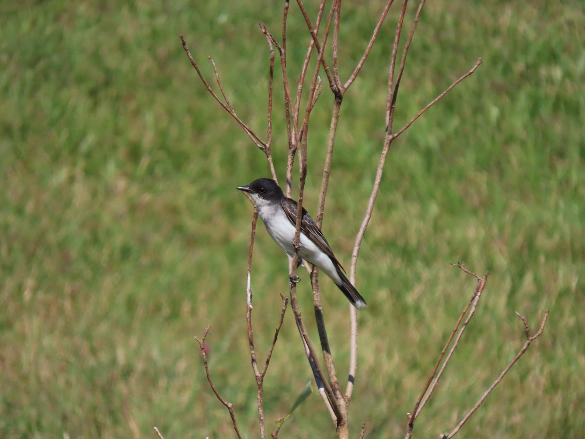 Schieferrücken-Königstyrann - ML620825397