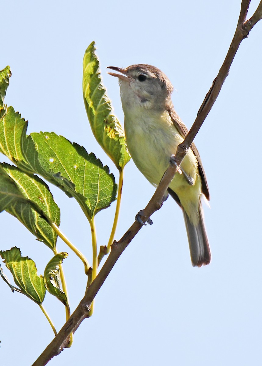 Vireo de Bell - ML620825414