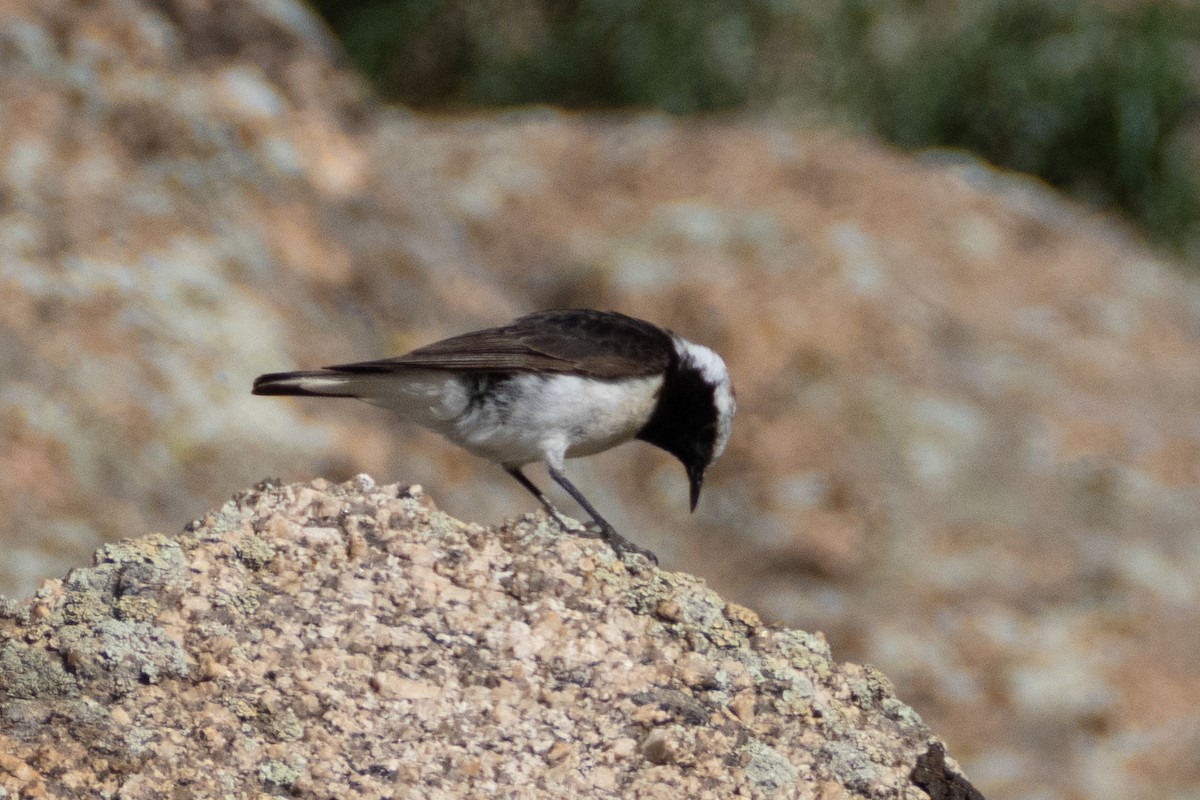 Pied Wheatear - ML620825423