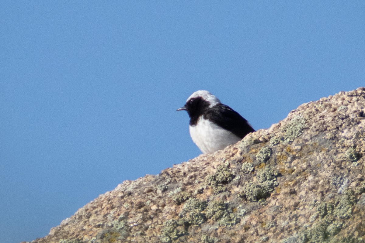 Pied Wheatear - ML620825424