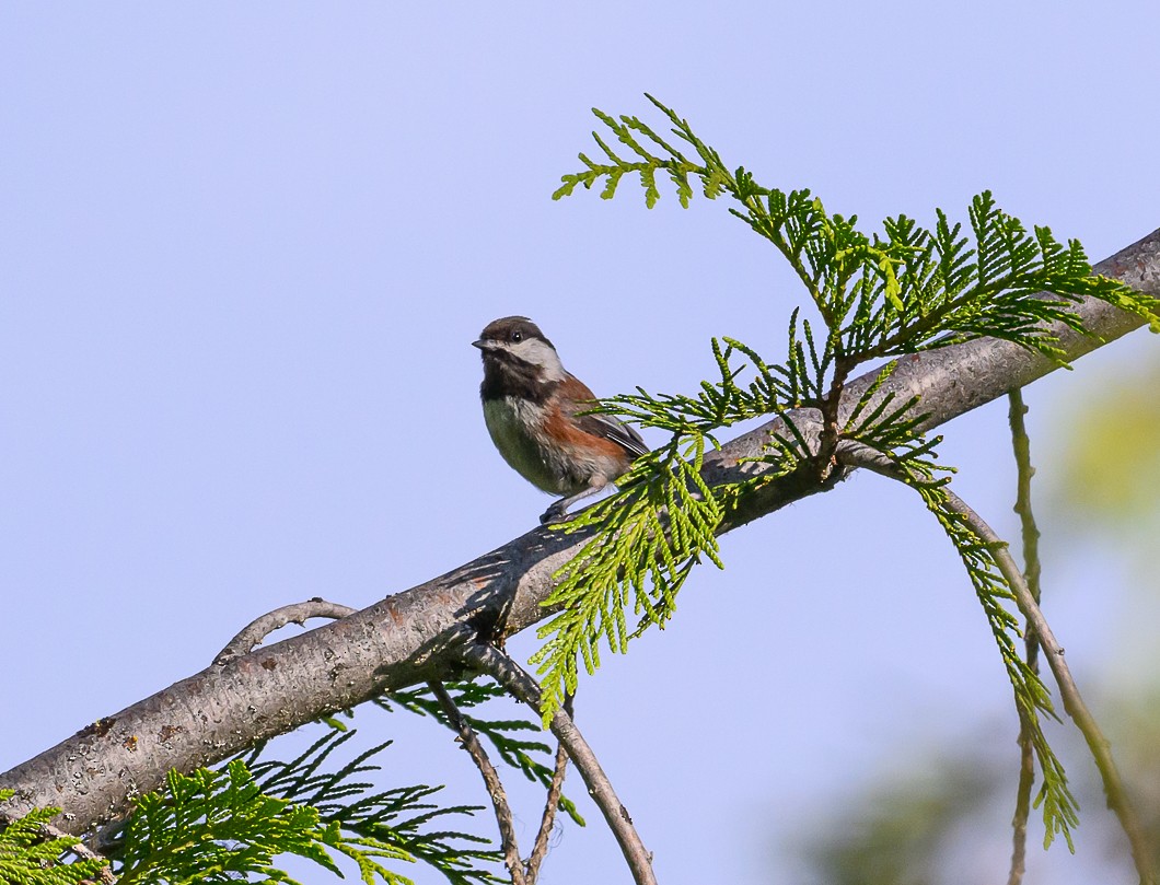 Chestnut-backed Chickadee - ML620825425