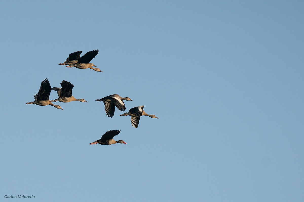 Black-bellied Whistling-Duck - ML620825426