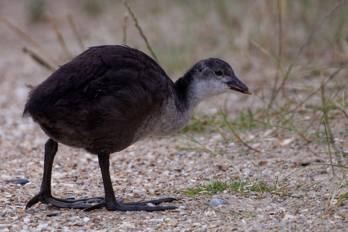 Eurasian Coot - ML620825427