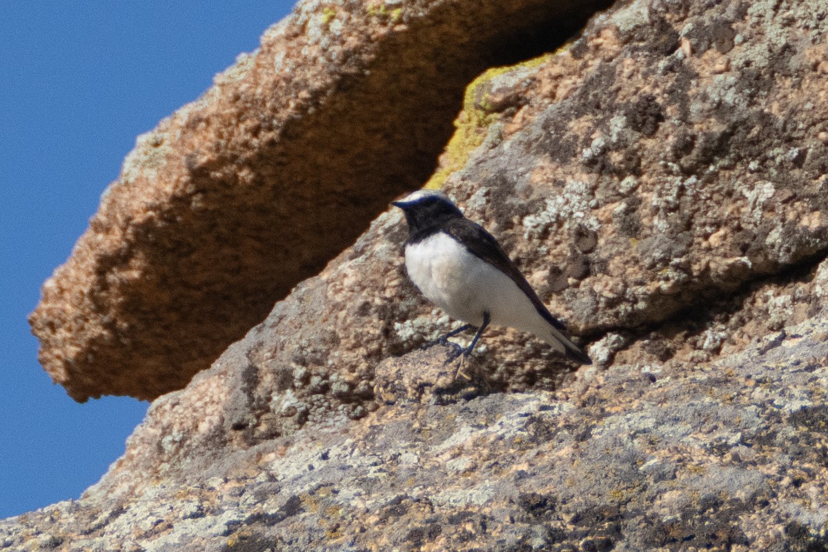 Pied Wheatear - ML620825428