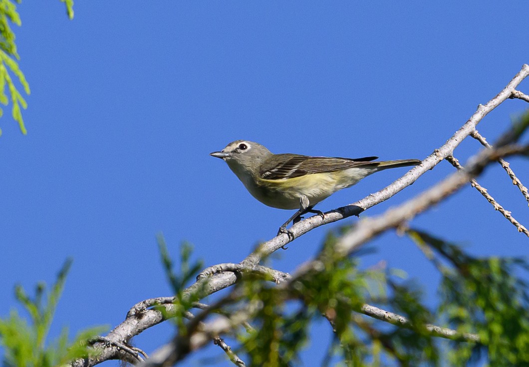 Cassin's Vireo - ML620825429