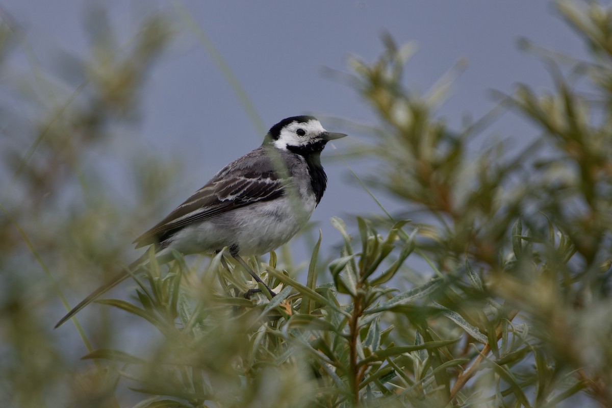 White Wagtail - ML620825430