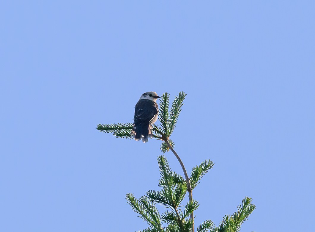 Canada Jay - Bert Filemyr