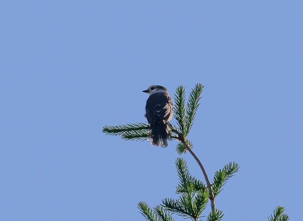 Canada Jay - Bert Filemyr