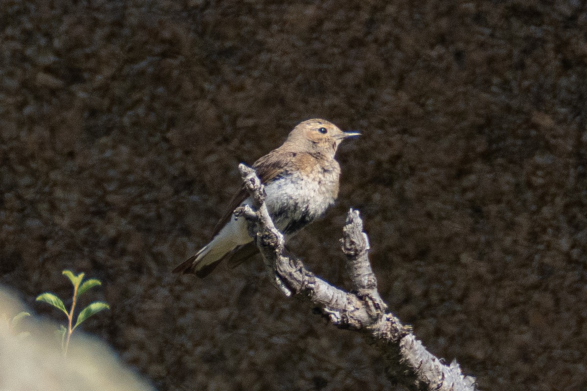 Pied Wheatear - ML620825434