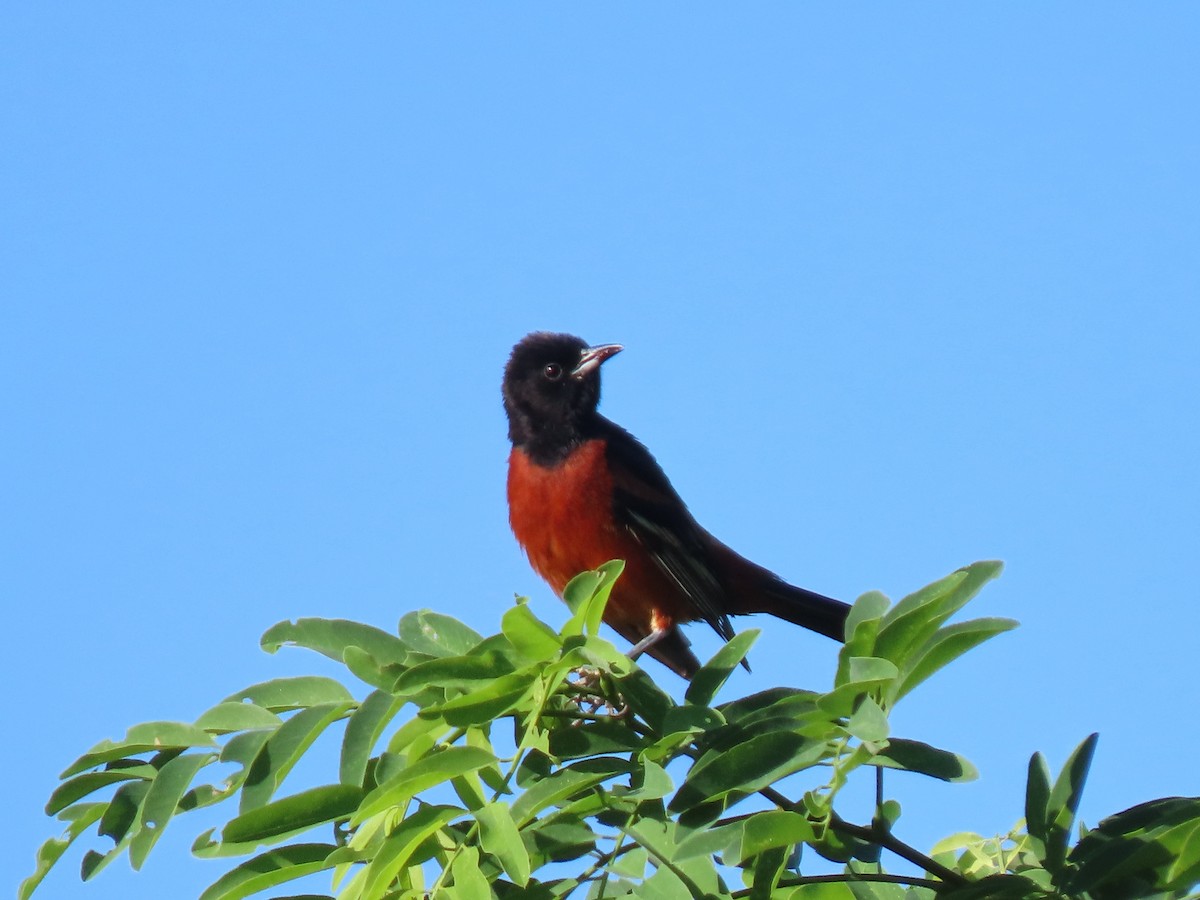 Orchard Oriole - ML620825436