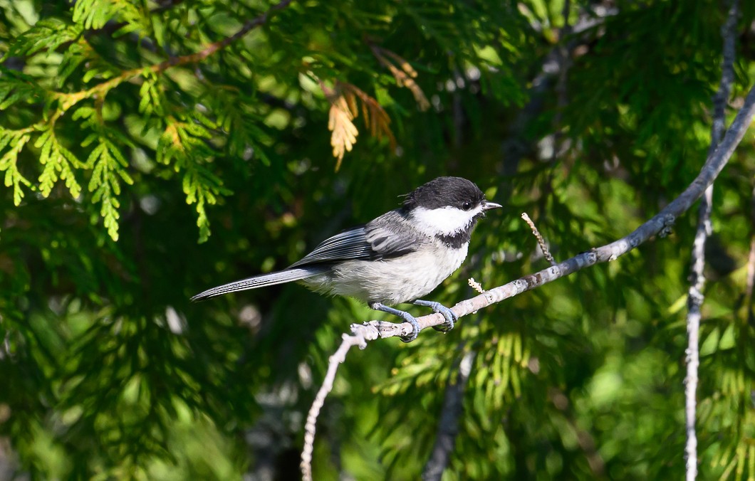 Black-capped Chickadee - ML620825437