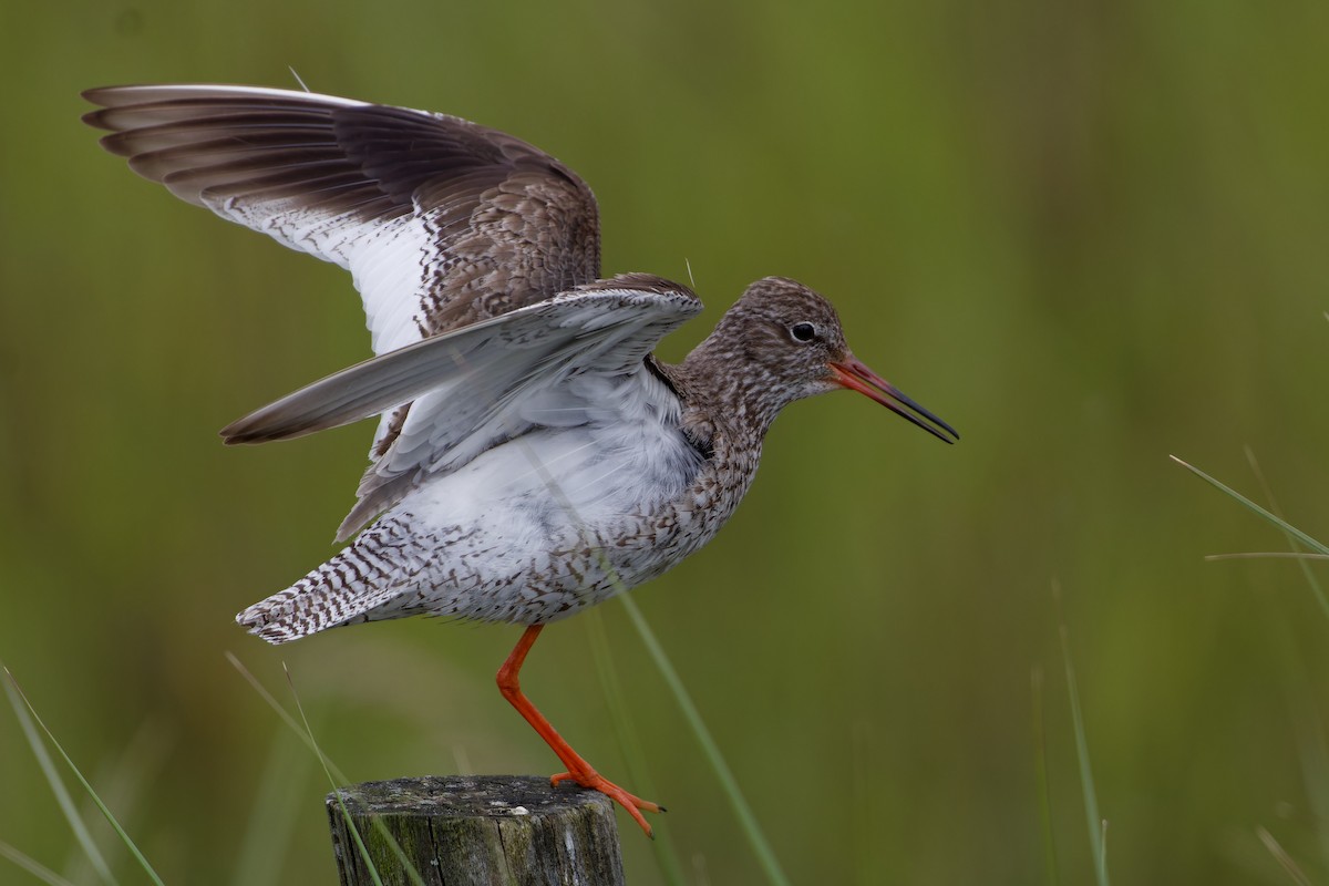 Common Redshank - ML620825439