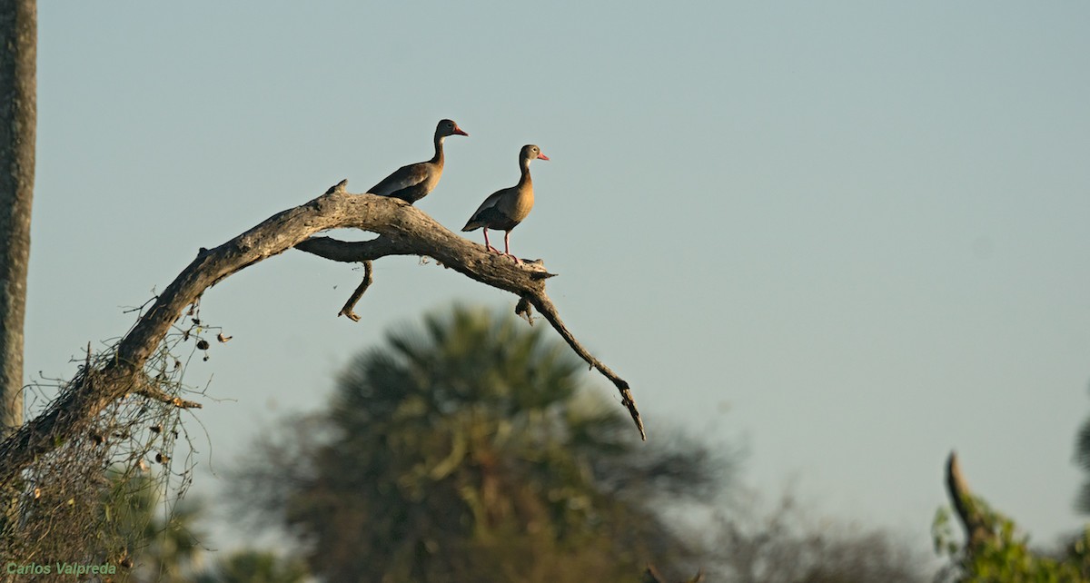 Black-bellied Whistling-Duck - ML620825440