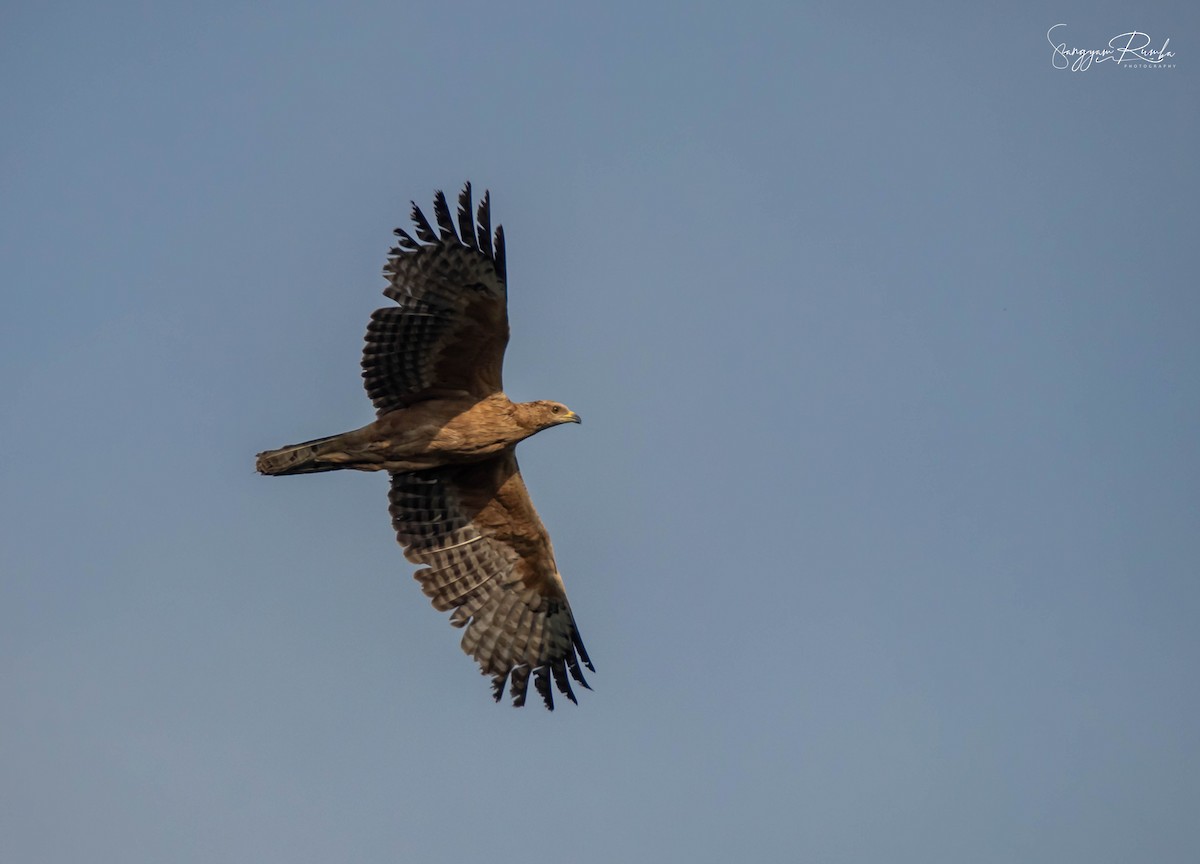 Oriental Honey-buzzard - ML620825441