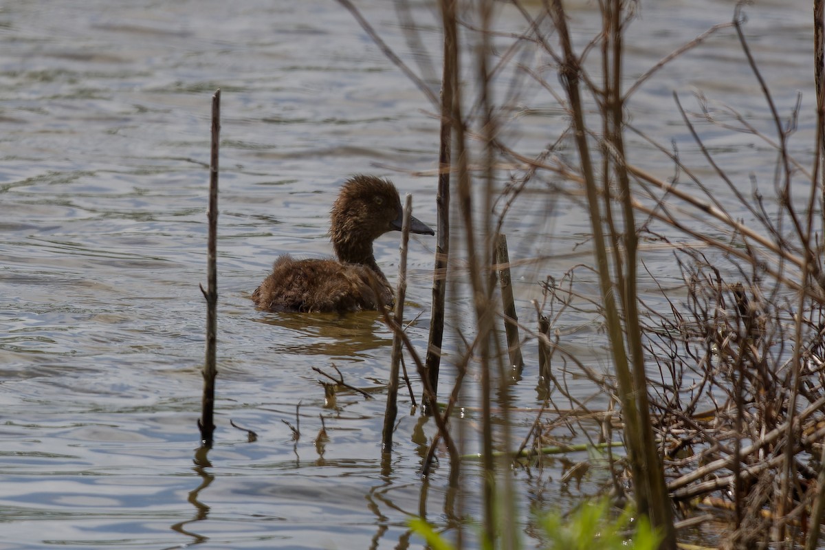 Tufted Duck - ML620825444