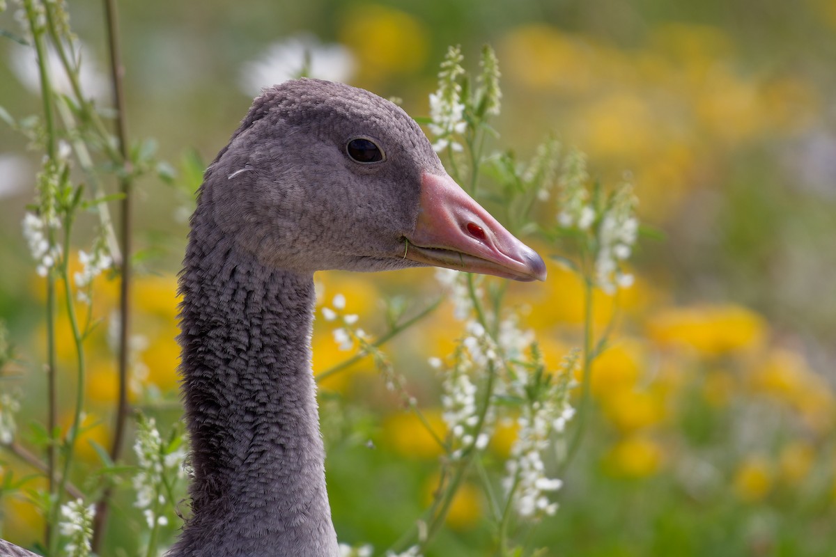 Graylag Goose - ML620825450