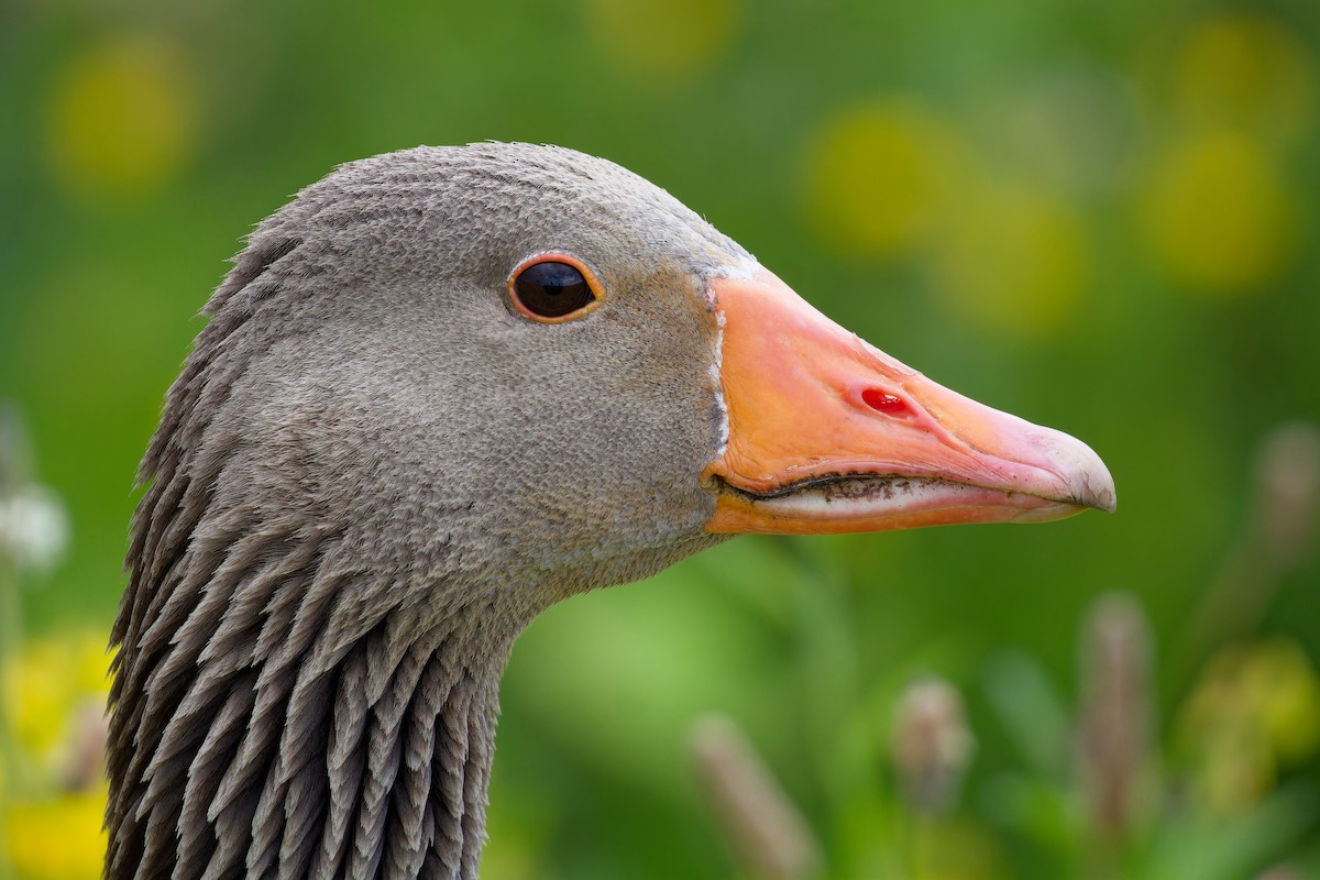 Graylag Goose - ML620825451