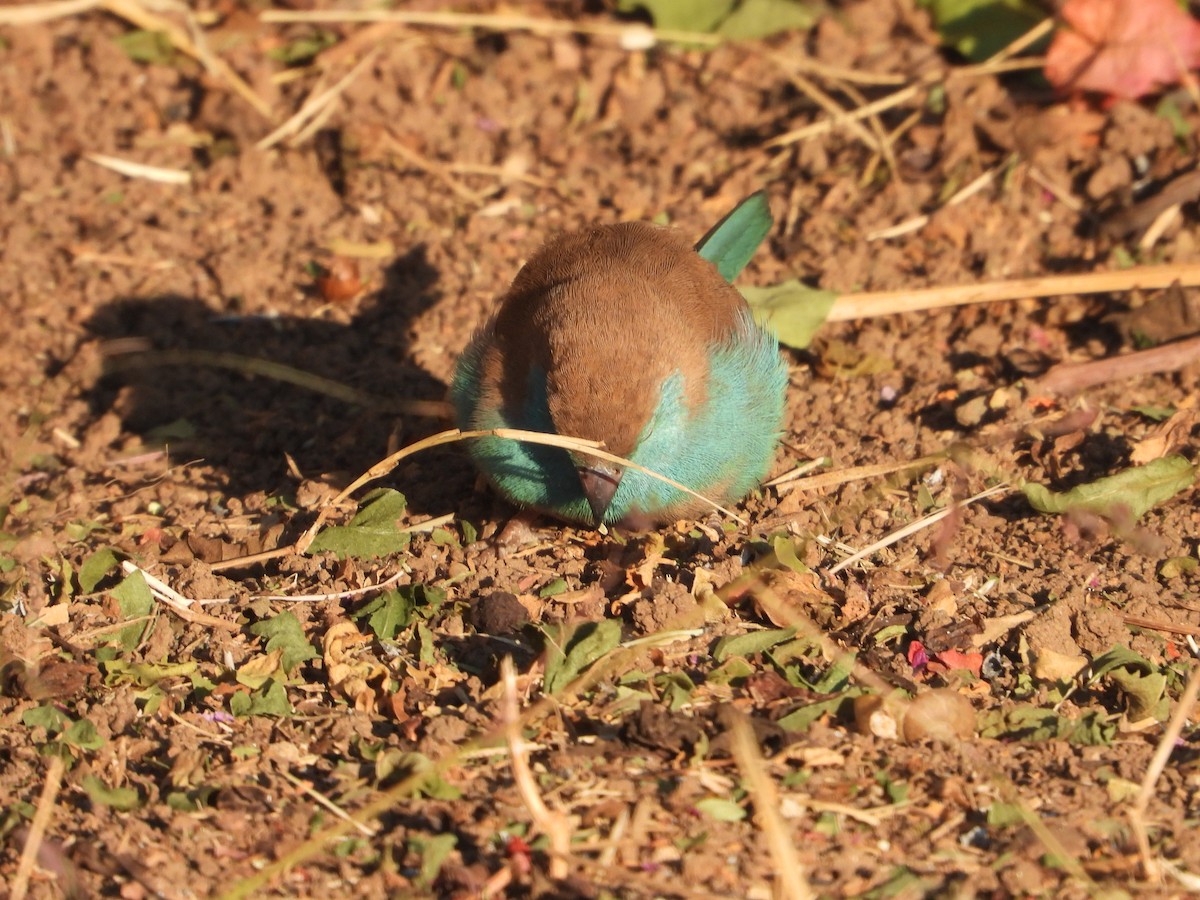 Southern Cordonbleu - ML620825452