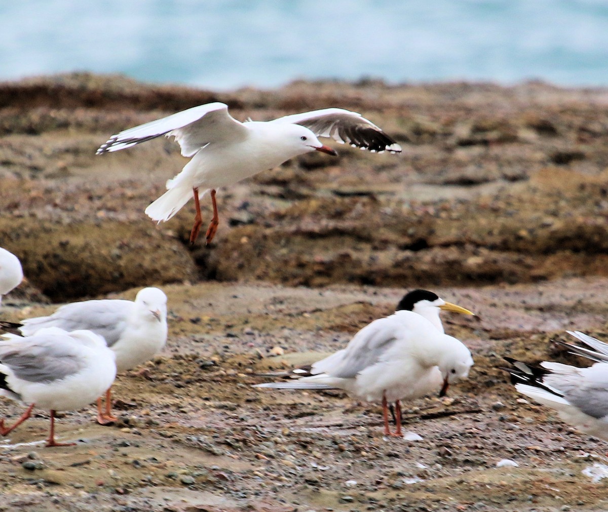 Gaviota Plateada - ML620825454