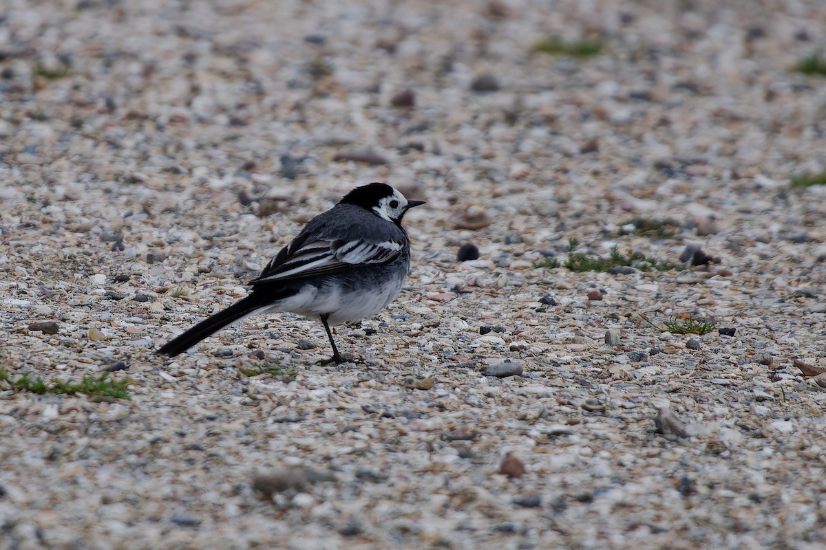 White Wagtail (British) - ML620825455