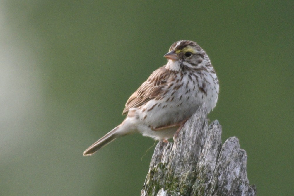 Savannah Sparrow - ML620825456