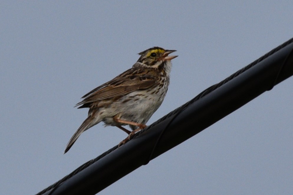 Savannah Sparrow - ML620825457