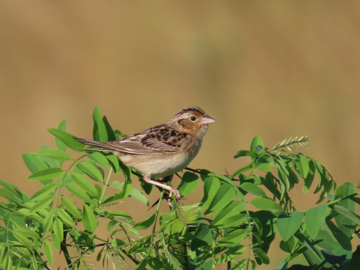 Grasshopper Sparrow - ML620825458