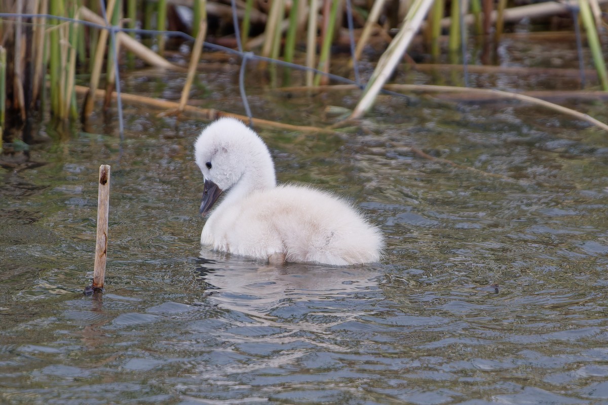 Mute Swan - ML620825459