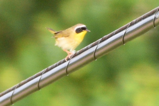 Common Yellowthroat - ML620825468