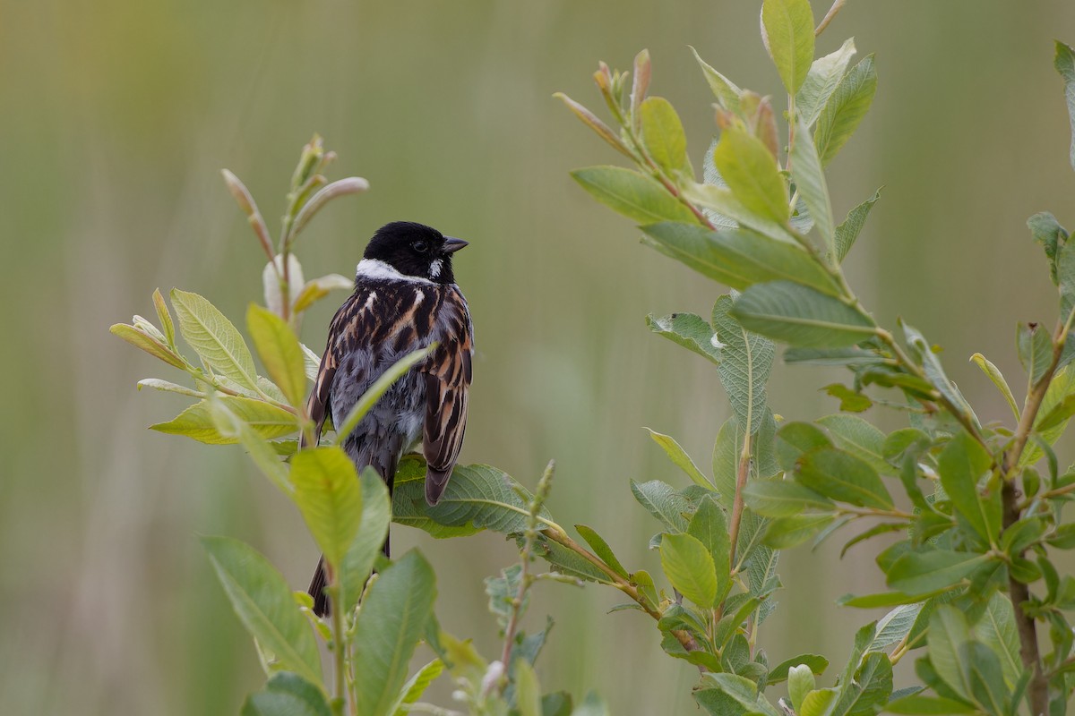 Reed Bunting - ML620825469