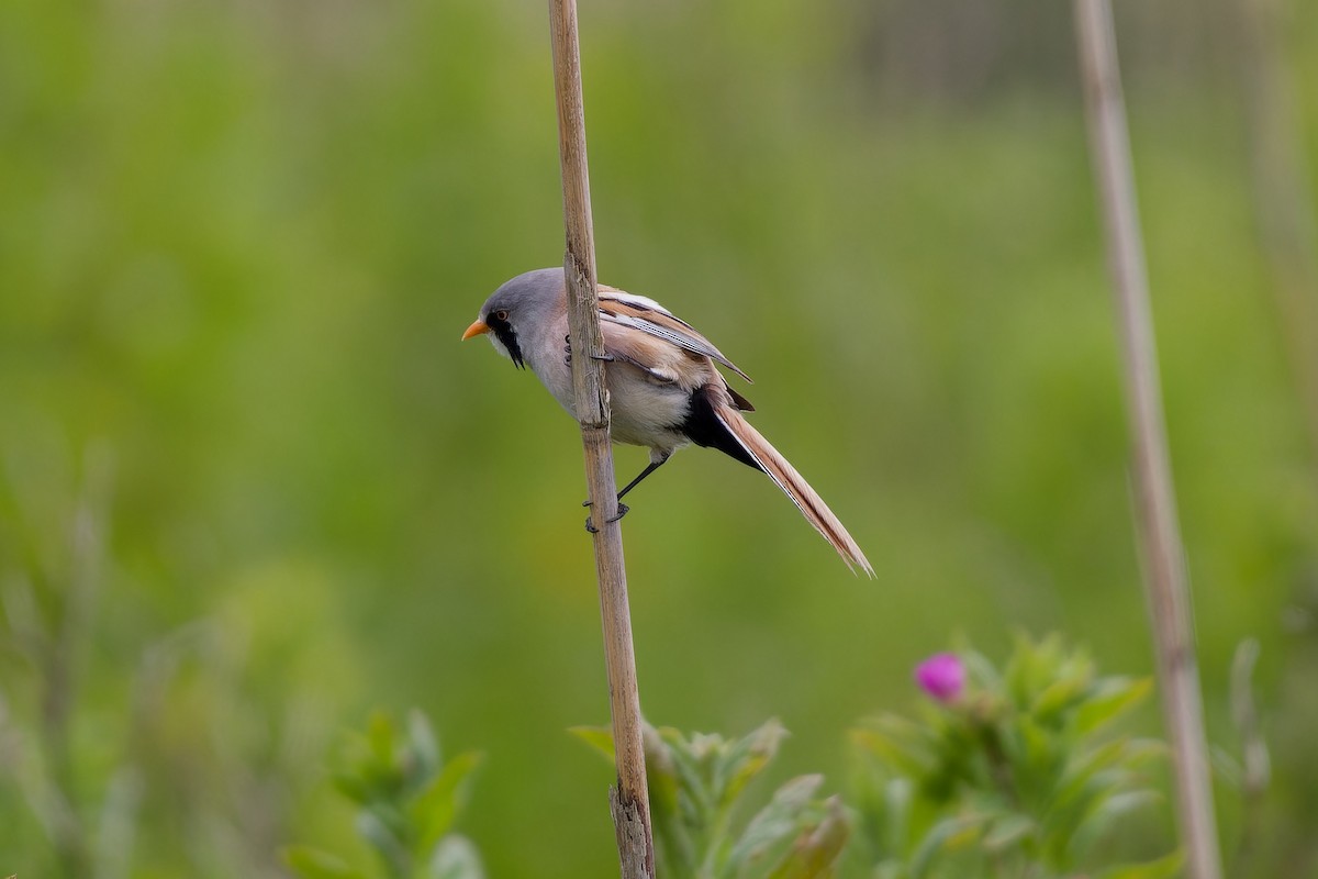 Bearded Reedling - ML620825477