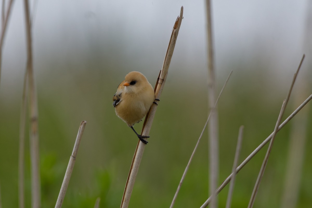 Bearded Reedling - ML620825478