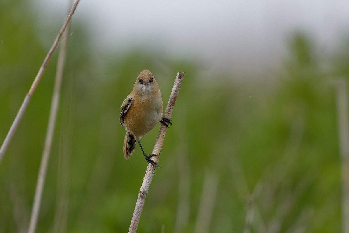 Bearded Reedling - ML620825479