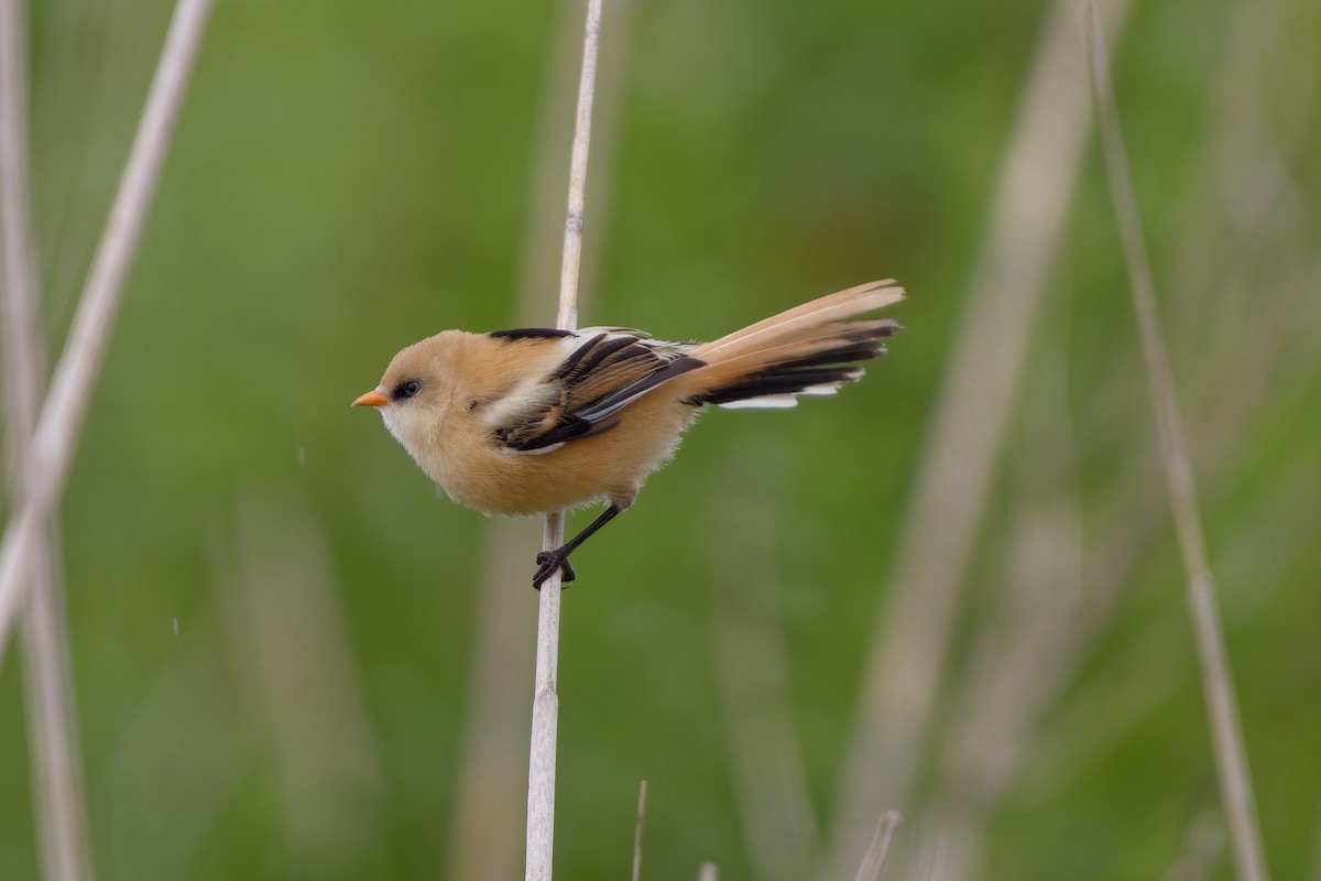 Bearded Reedling - ML620825481