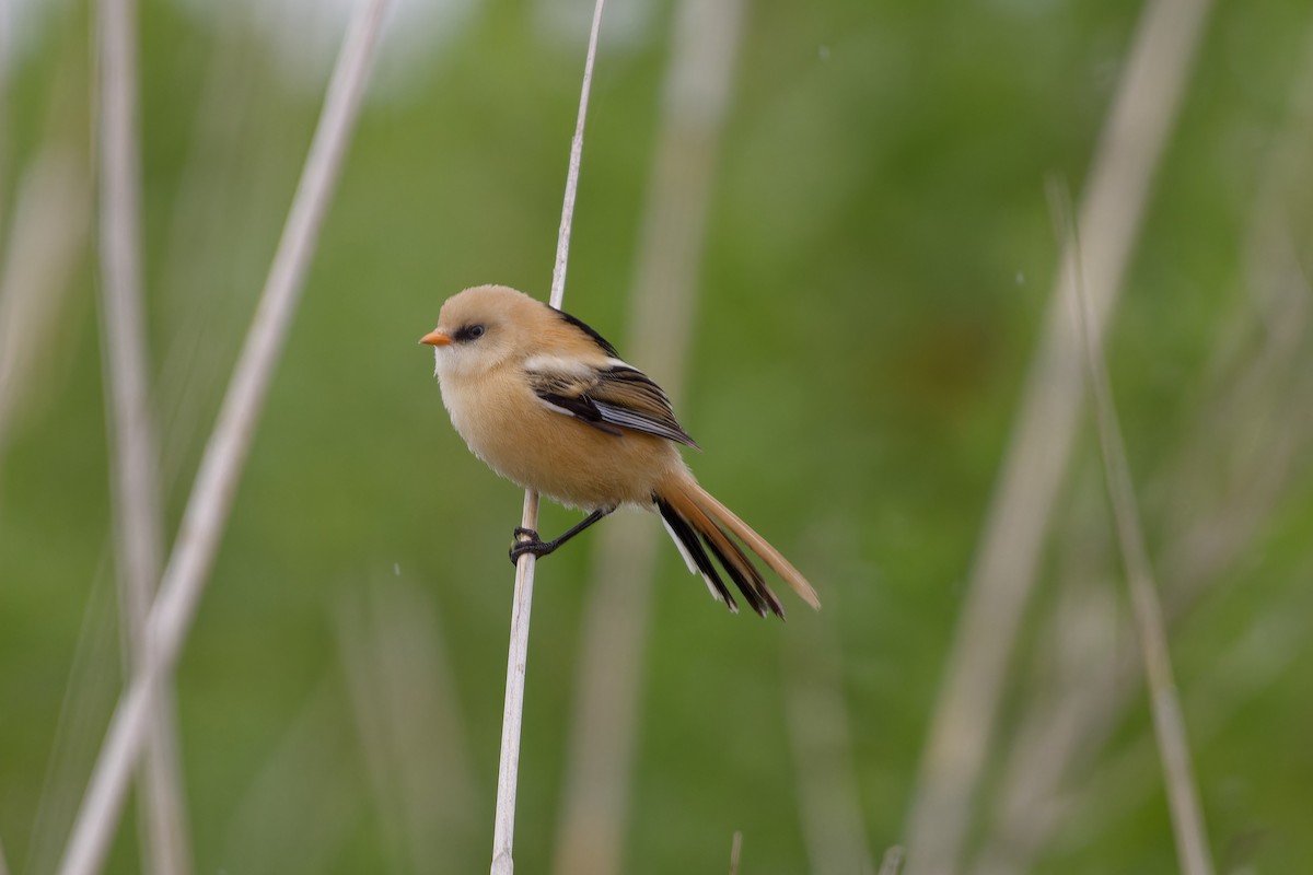 Bearded Reedling - ML620825482