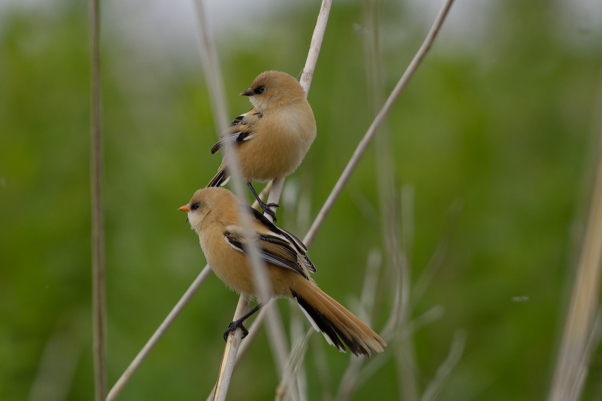 Bearded Reedling - ML620825484