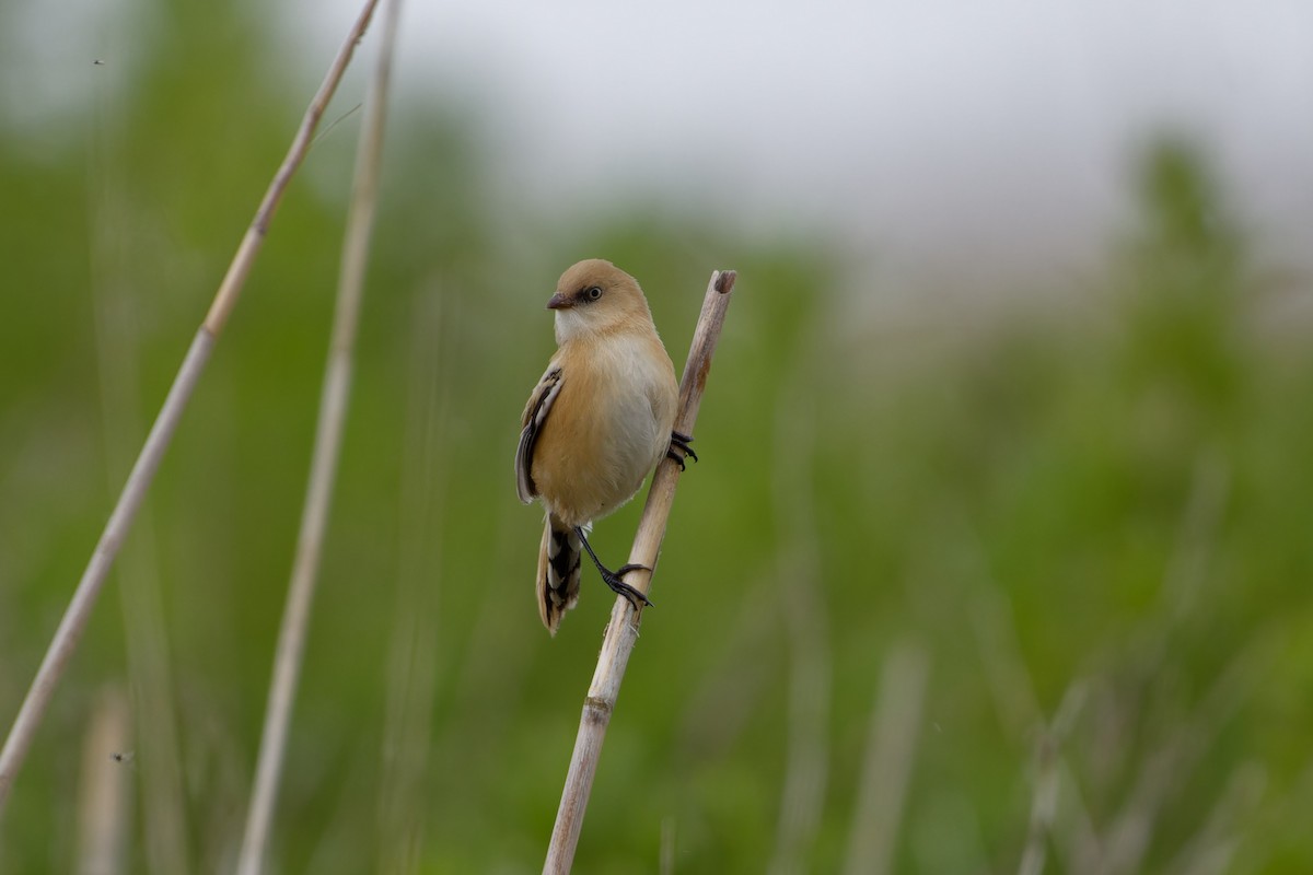 Bearded Reedling - ML620825485