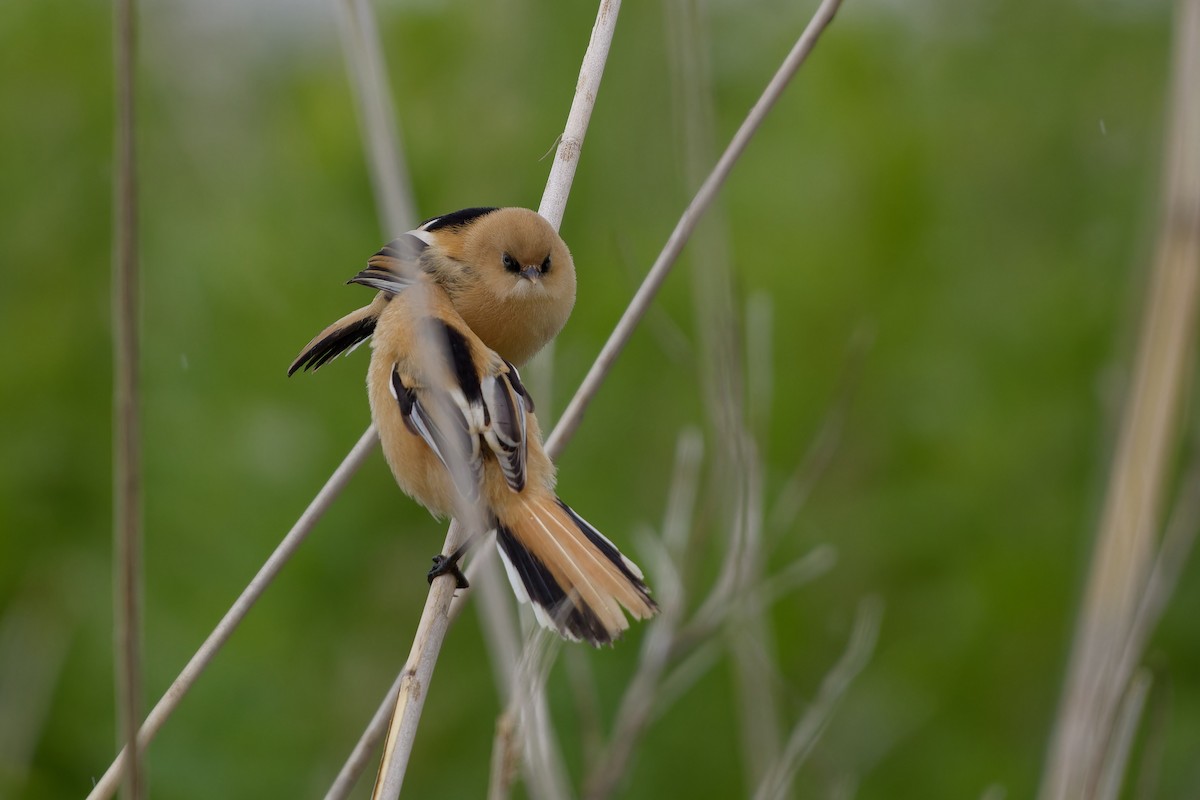 Bearded Reedling - ML620825486