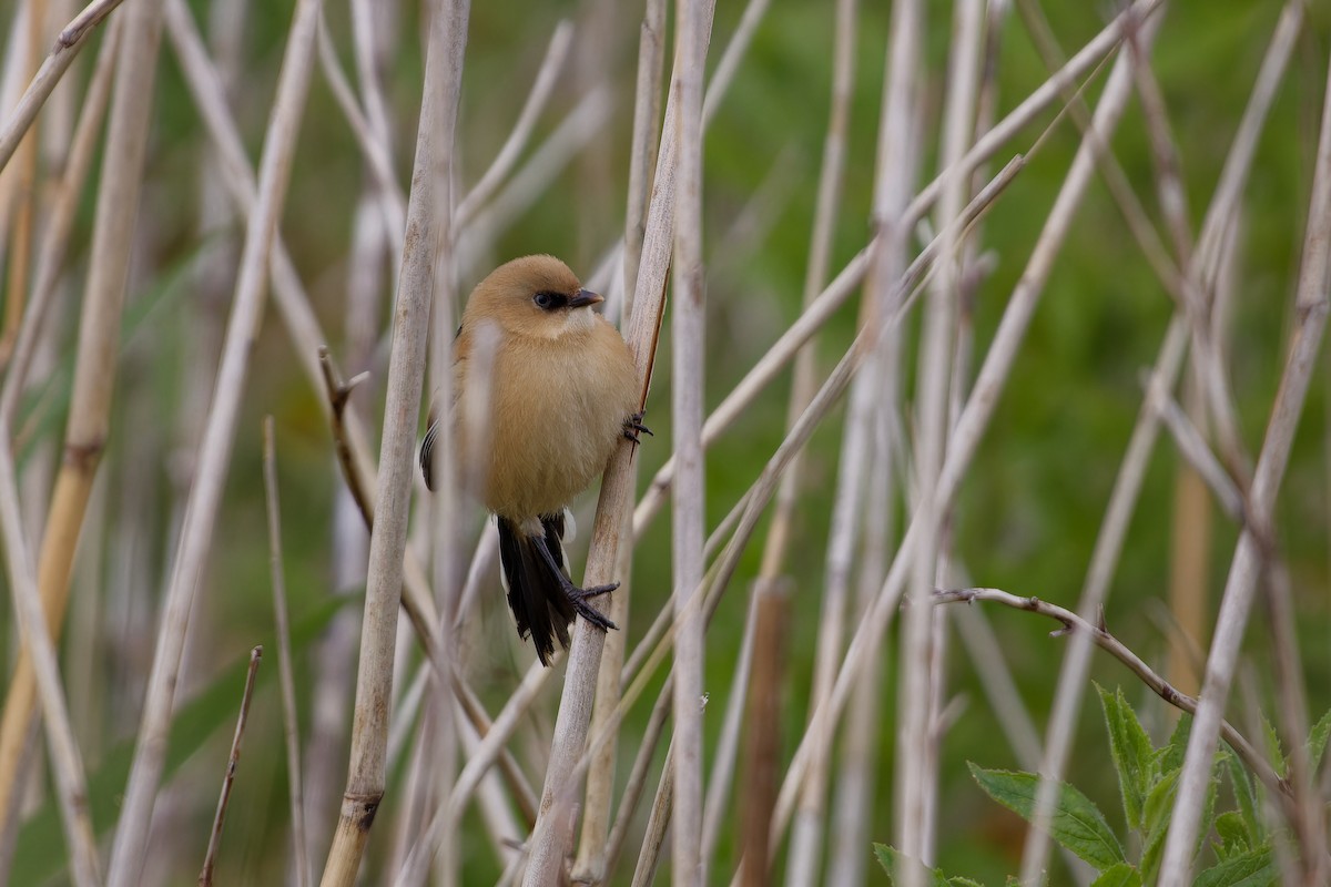 Bearded Reedling - ML620825487