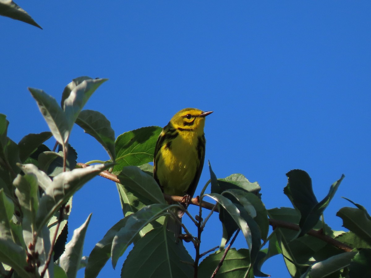 Prairie Warbler - ML620825488