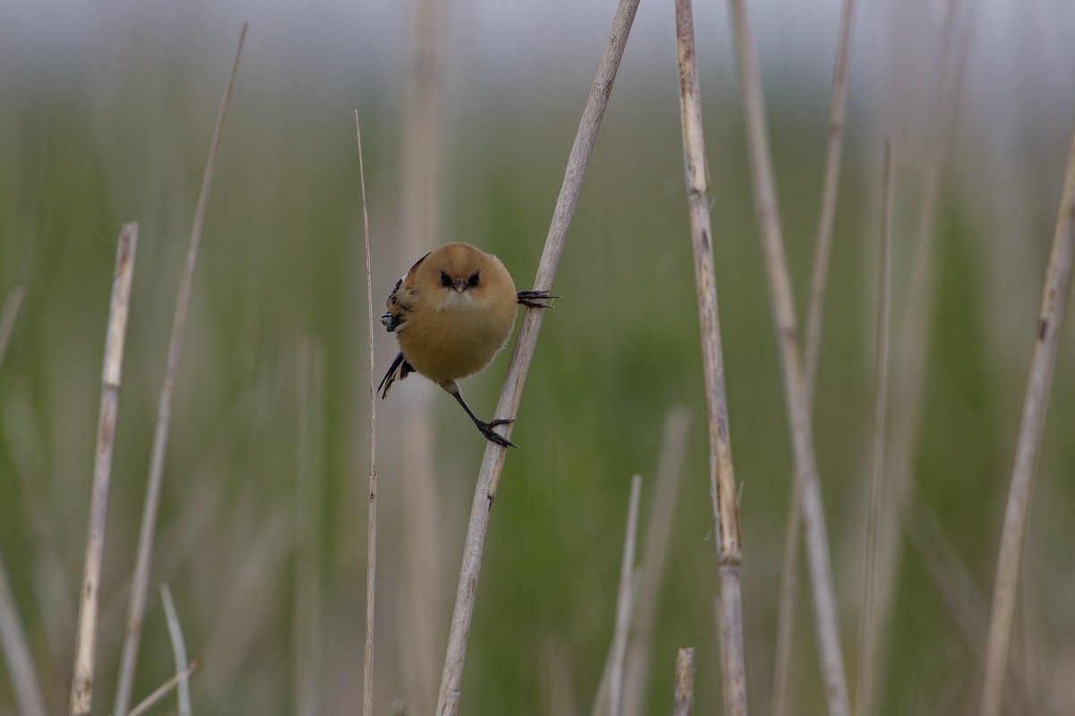 Bearded Reedling - ML620825491