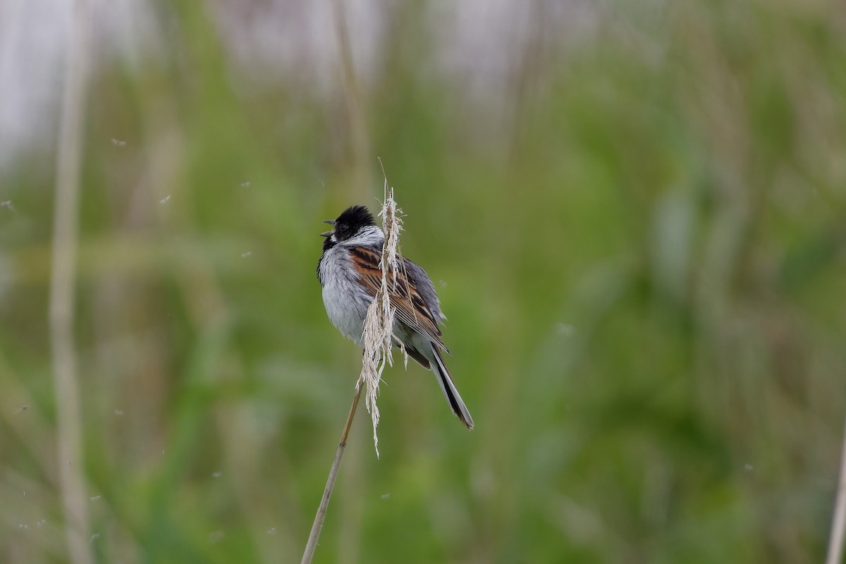 Reed Bunting - ML620825492