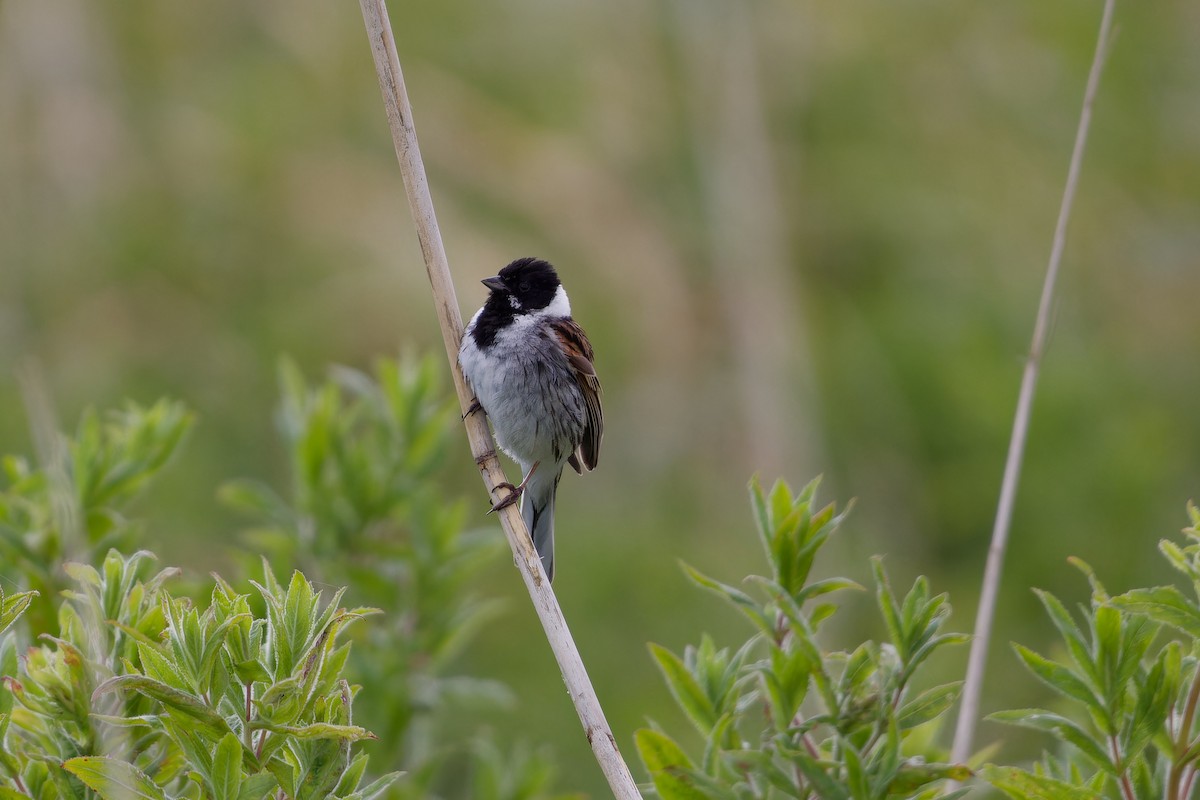 Reed Bunting - ML620825494