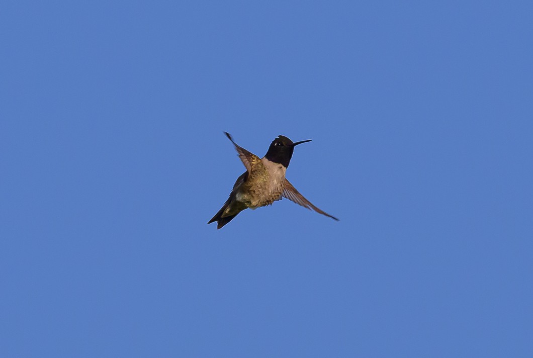 Black-chinned Hummingbird - ML620825495