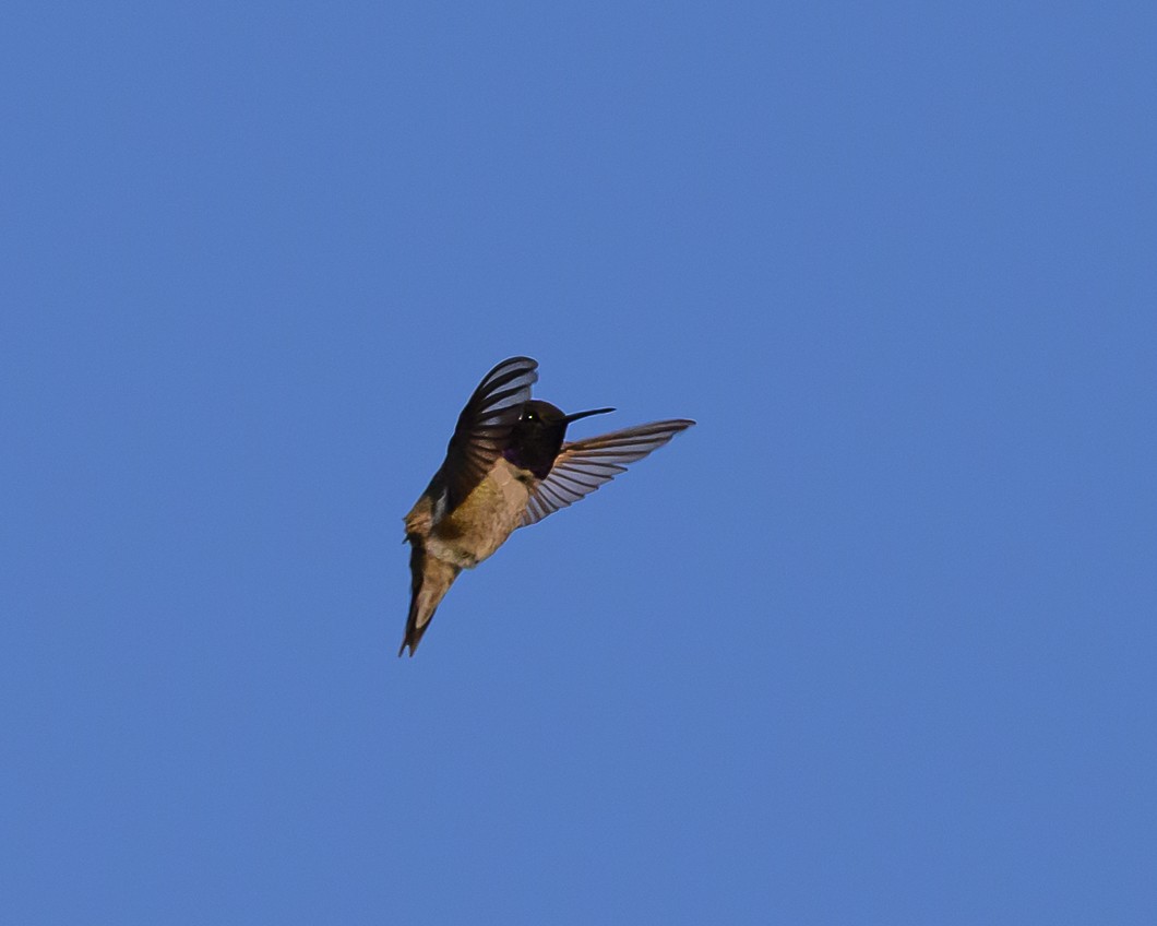Black-chinned Hummingbird - ML620825496