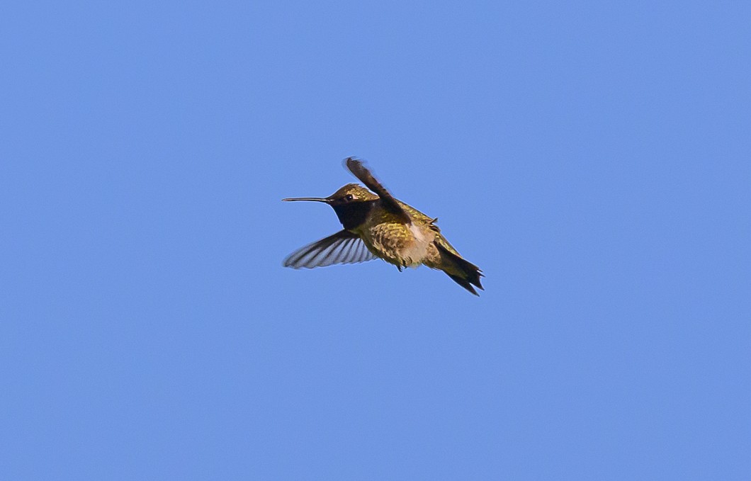 Black-chinned Hummingbird - ML620825497