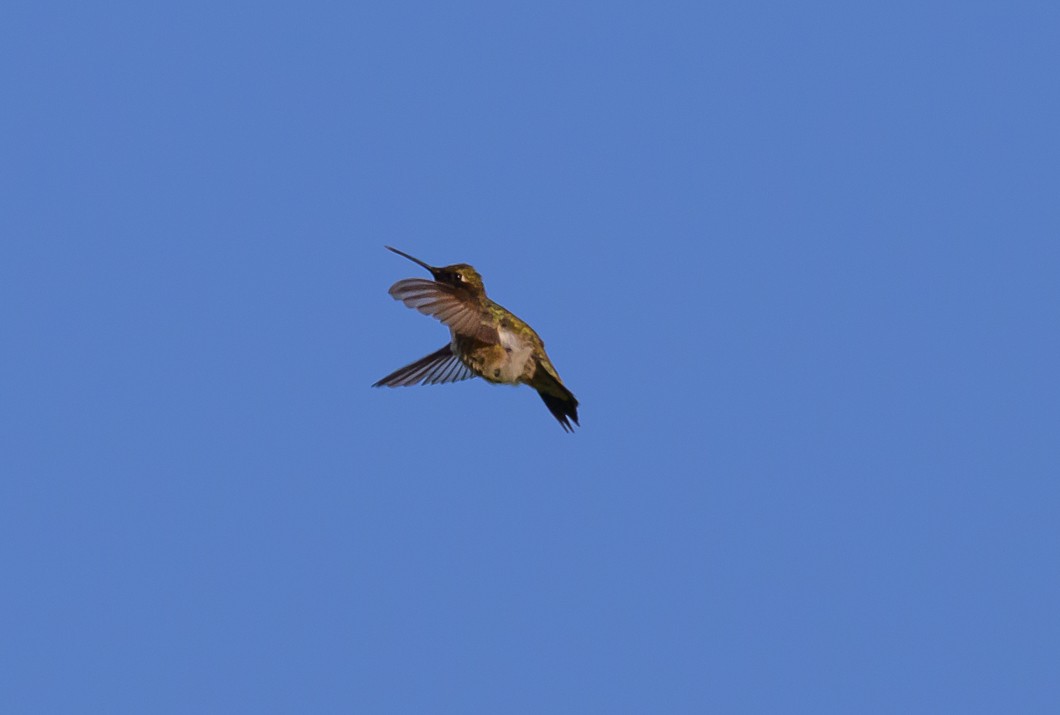 Kara Boğazlı Kolibri - ML620825498