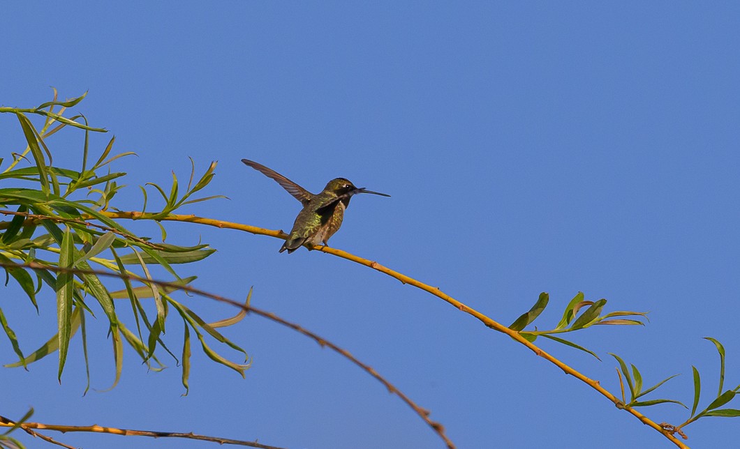 Black-chinned Hummingbird - ML620825499
